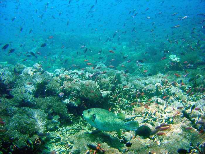 Verde island, Puerto_20040809-095516