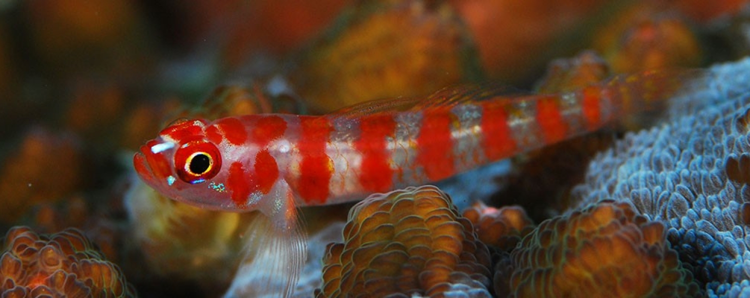 Photo Courtesy of Jieul Yun