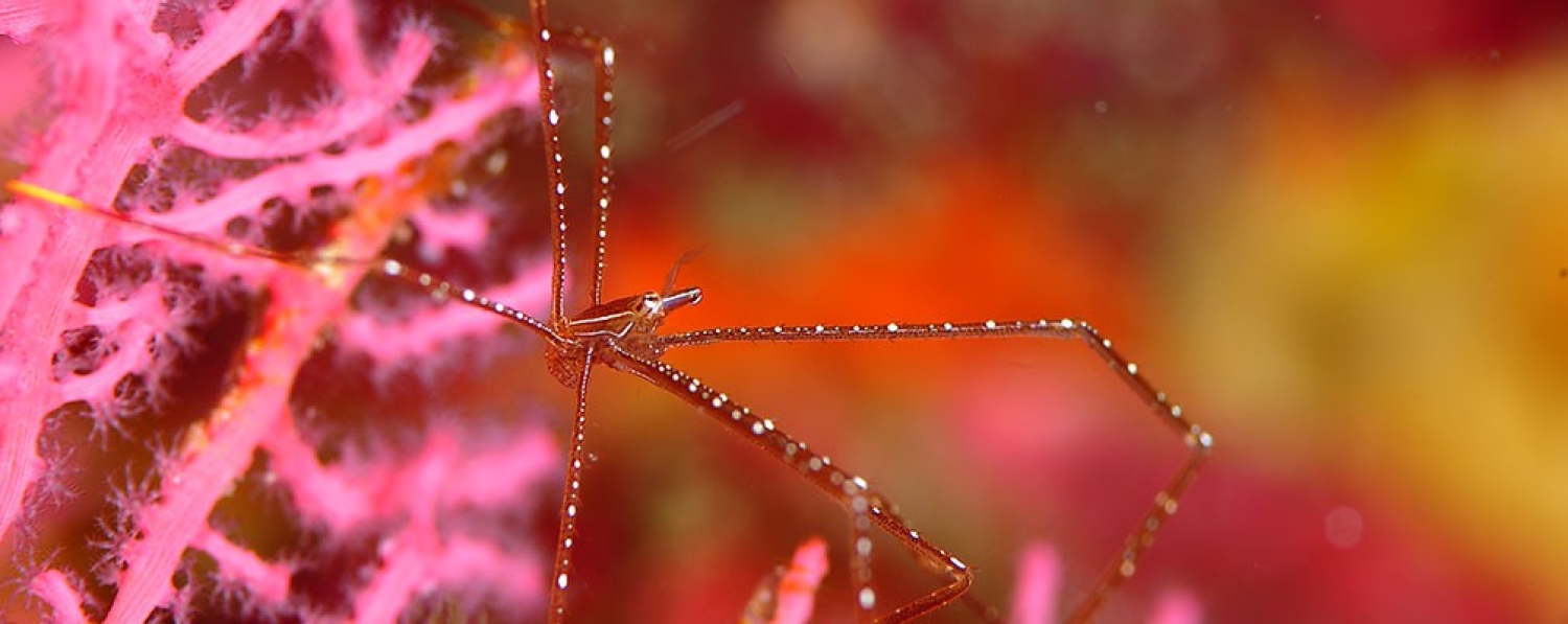 Photo Courtesy of Jung Hee Cheol