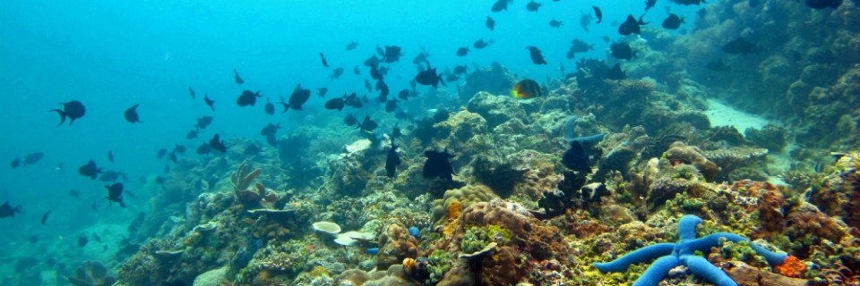 anilao_diving(fromunchartedphilippinesdotcom)