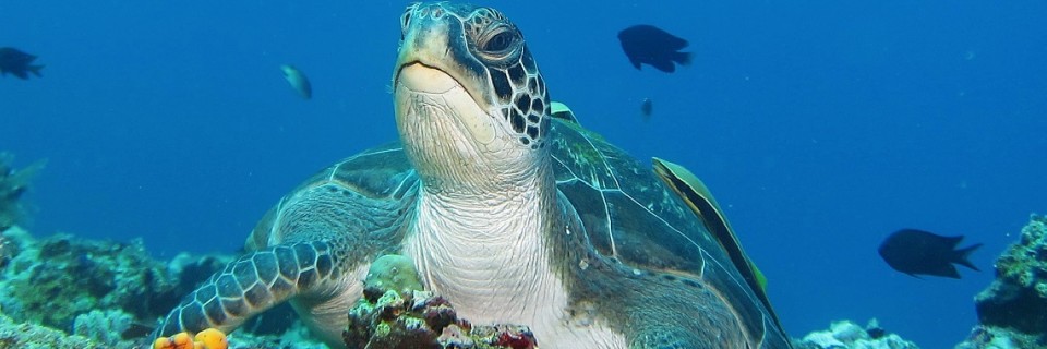 palawan(fromsubmarinerdashdivingdotcom)