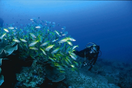 subicbay(fromlsubicbaydotdiveasianowdotcom)