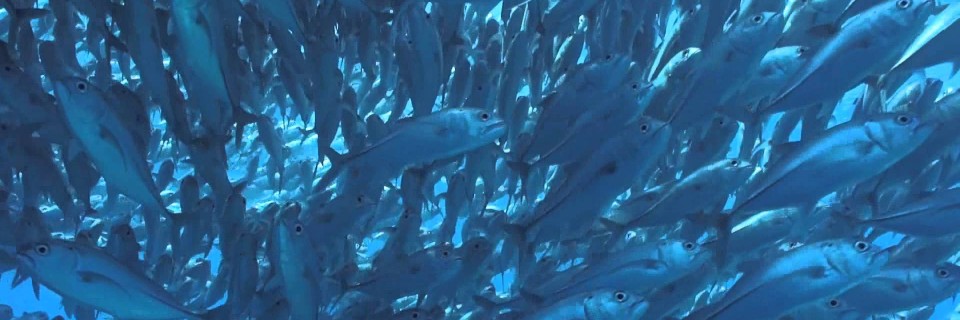 apoisland(fromidotytimgdotcom)