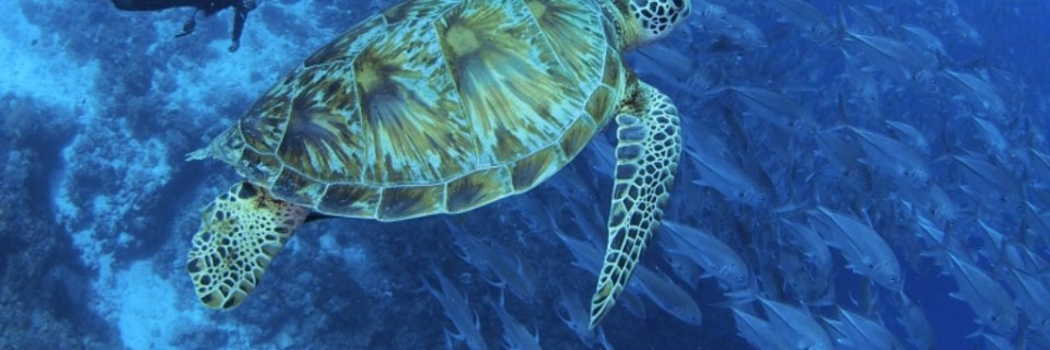 bohol2(frominteraksyondotcom)