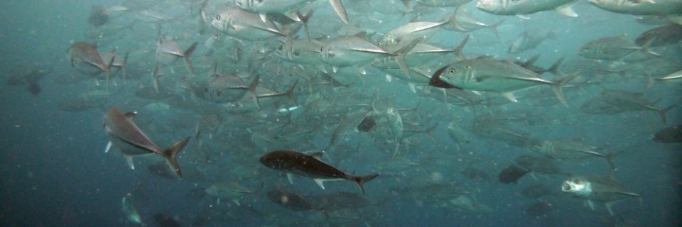 cebu(fromcebucruisingdotcom)