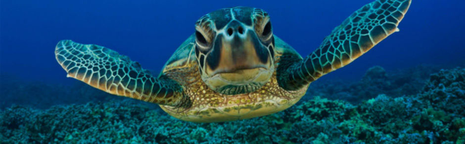 daiun2(fromdivebongodotcom)