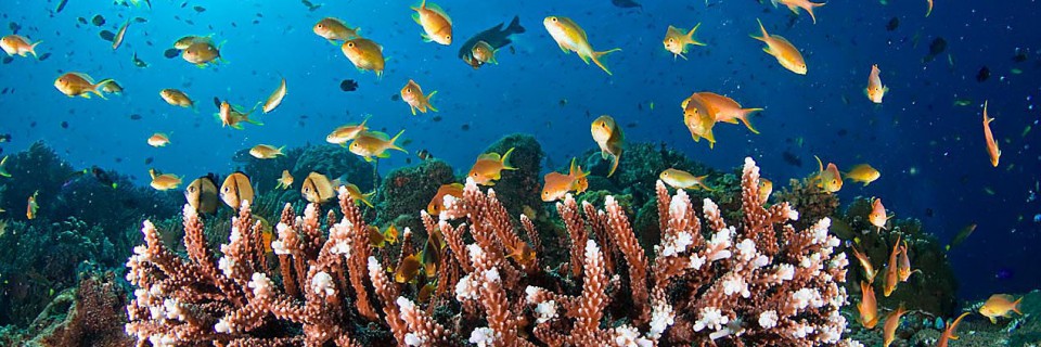 dumaguete(fromphotecdotcodotuk)