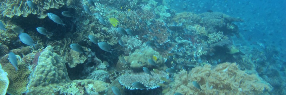 leyte2(fromthetraveljunkiesdotcom)