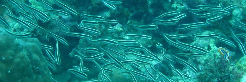 malapascua(fromcebuanopostdotfilesdotwordpressdotcom)