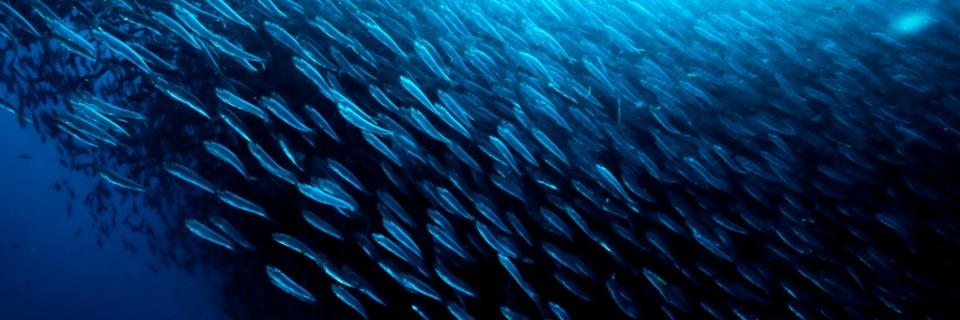 moalboal(fromturtlebaydiveresortdotcom)