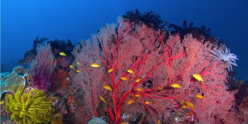 negrosoccidental(frompuntabulatadotcom)